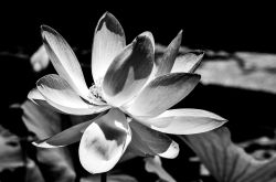 03 Lotusblüte 2